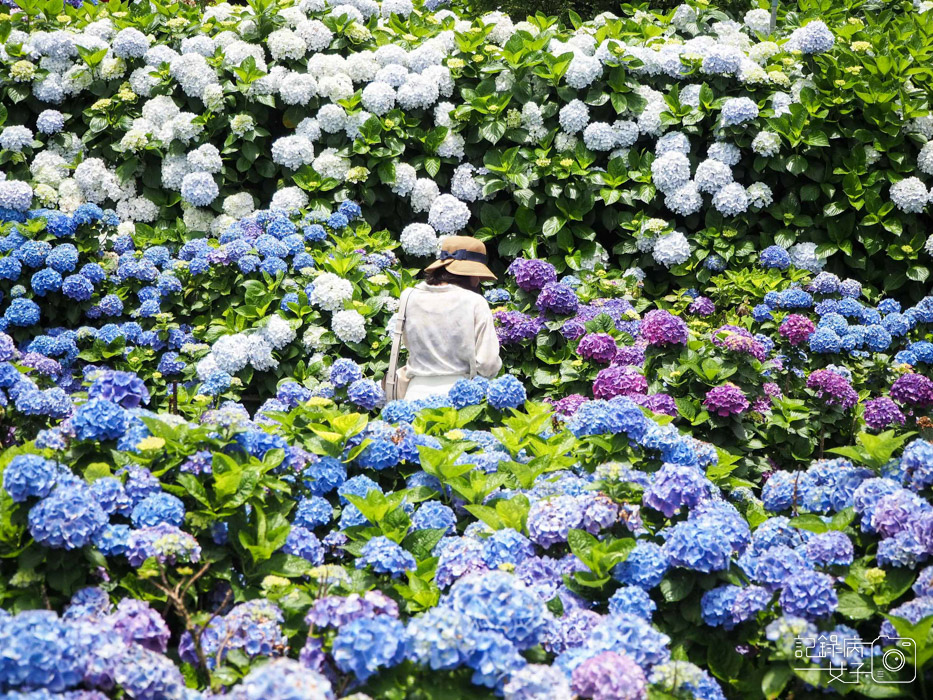 北投陽明山繡球花x大賞園x高家繡球花26.jpg