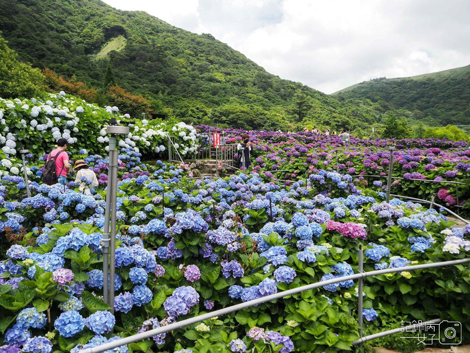 北投陽明山繡球花x大賞園x高家繡球花25.jpg