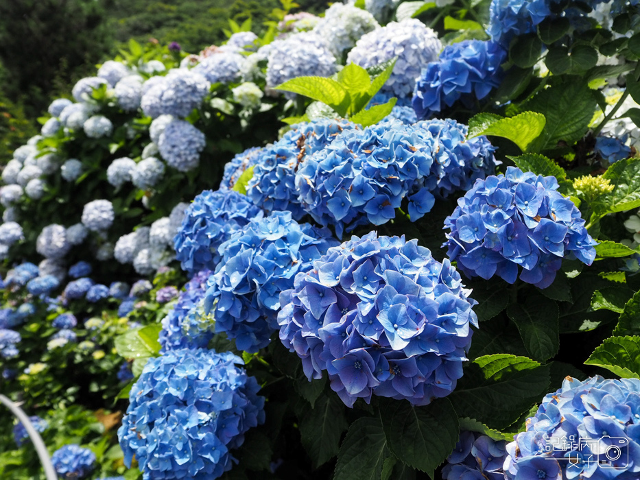 北投陽明山繡球花x大賞園x高家繡球花28.jpg