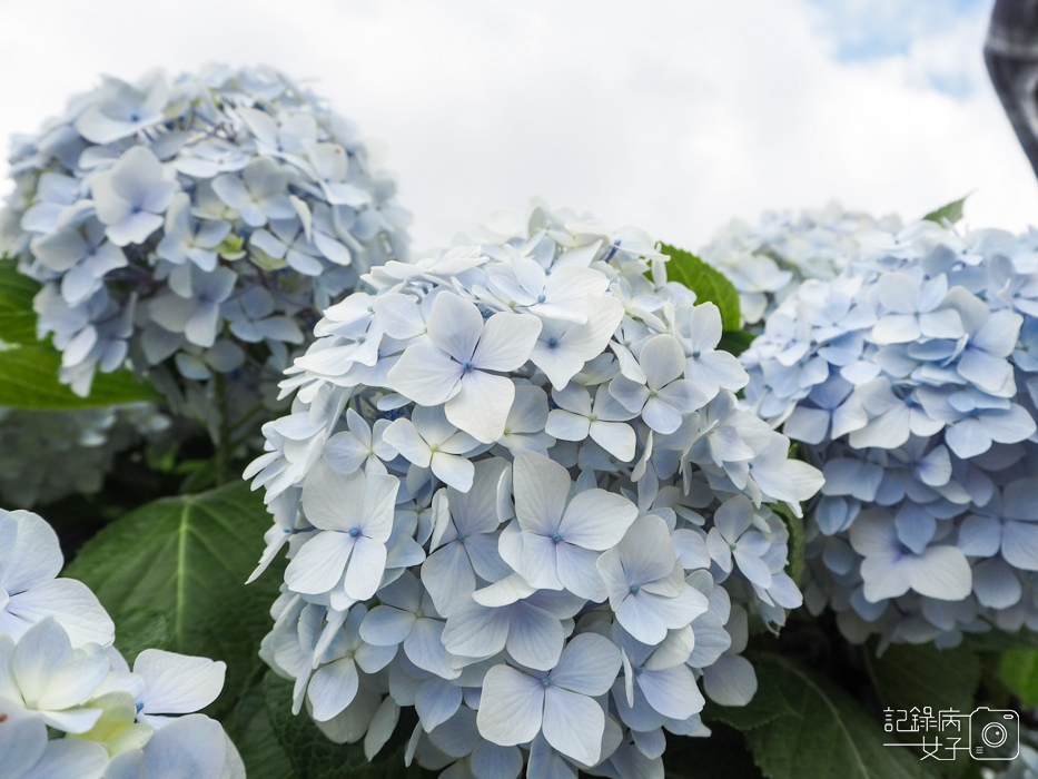 北投陽明山繡球花x大賞園x高家繡球花30.jpg