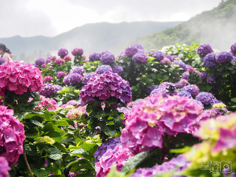 北投陽明山繡球花x大賞園x高家繡球花38.jpg