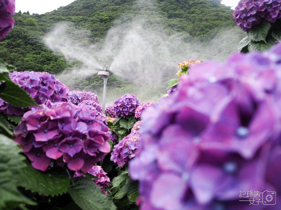 北投陽明山繡球花x大賞園x高家繡球花39.jpg