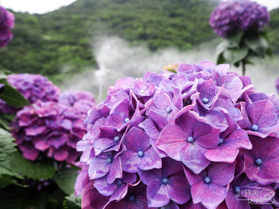 北投陽明山繡球花x大賞園x高家繡球花40.jpg