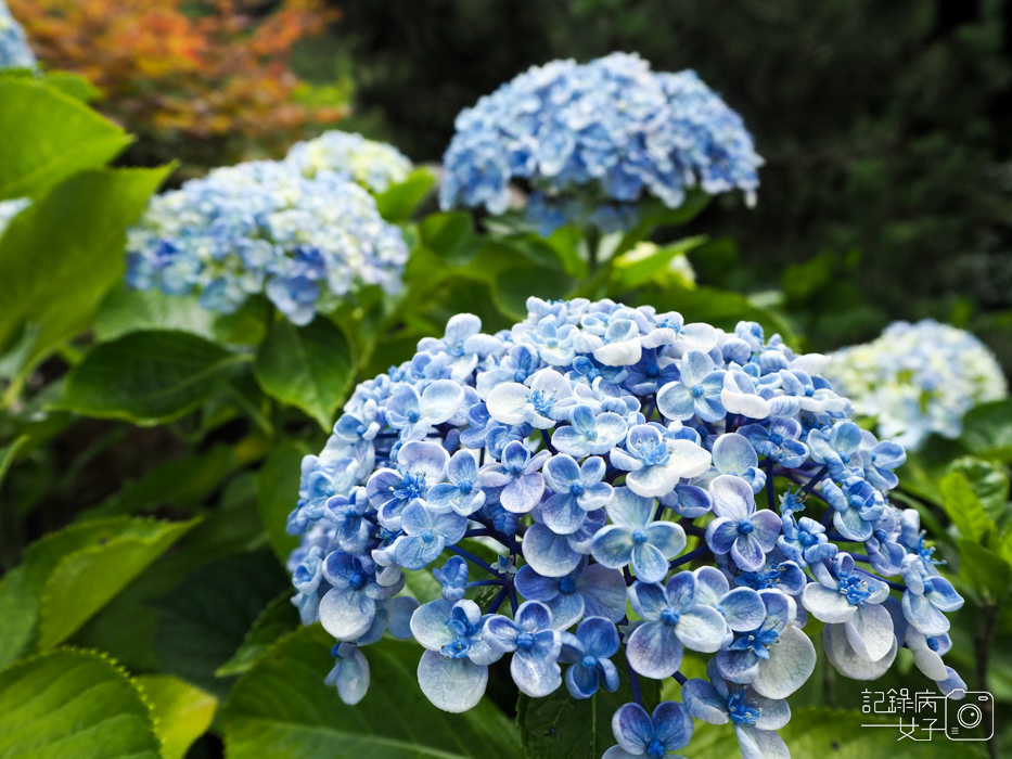 北投陽明山繡球花x大賞園x高家繡球花41.jpg