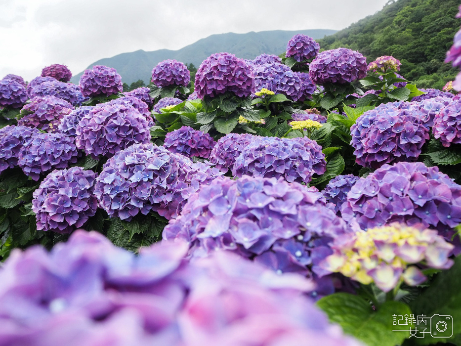 北投陽明山繡球花x大賞園x高家繡球花43.jpg