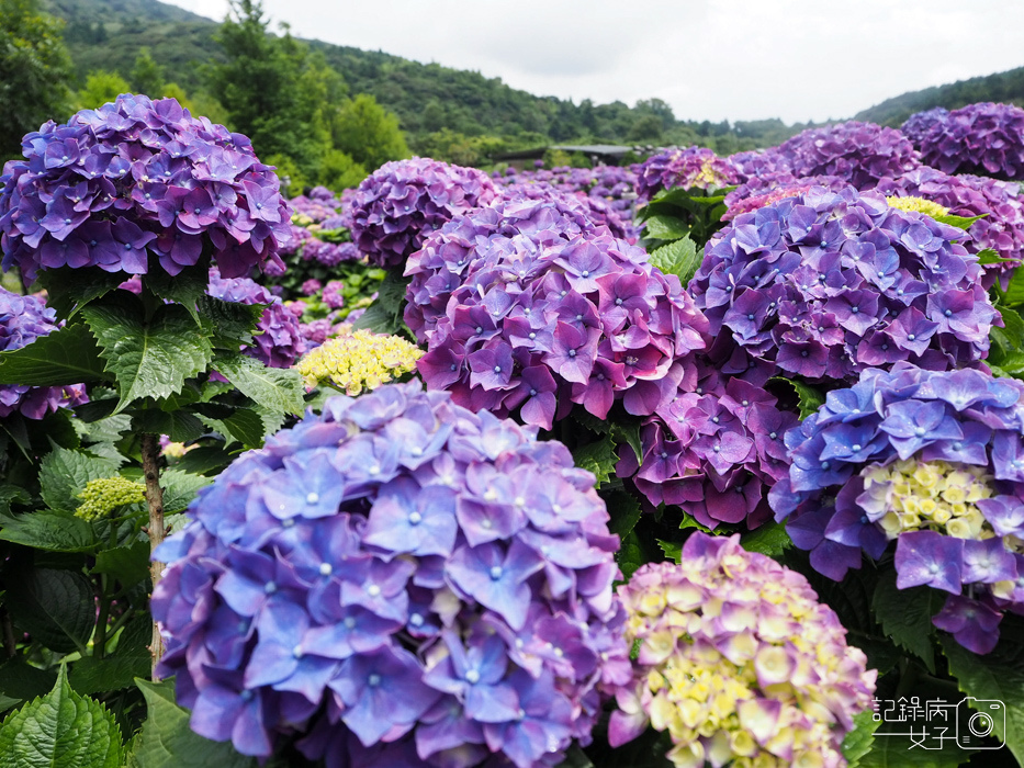 北投陽明山繡球花x大賞園x高家繡球花42.jpg