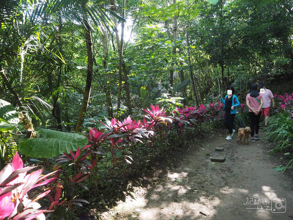 汐止油桐花內溝山登山步道翠湖步道2.jpg