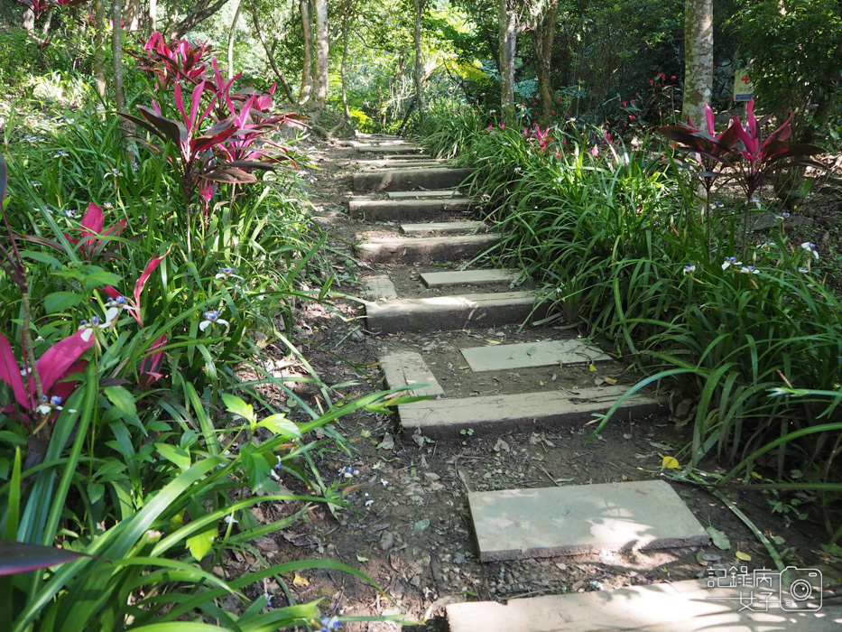 汐止油桐花內溝山登山步道翠湖步道6.jpg