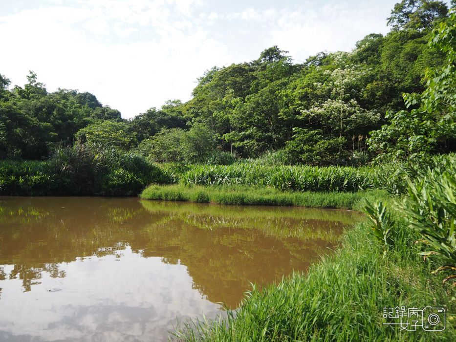 汐止油桐花內溝山登山步道翠湖步道7.jpg