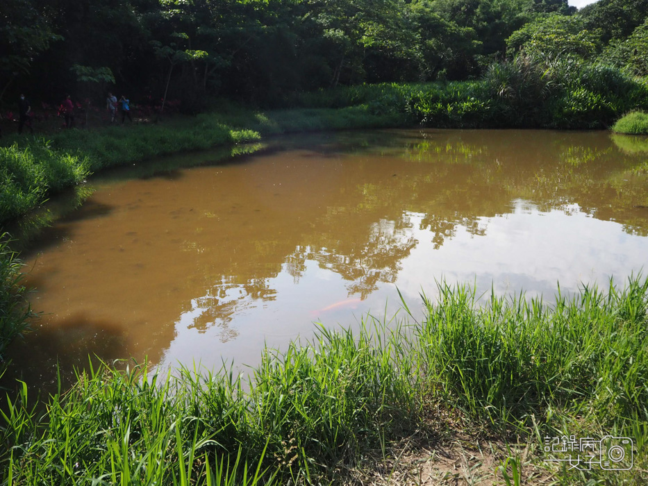 汐止油桐花內溝山登山步道翠湖步道8.jpg