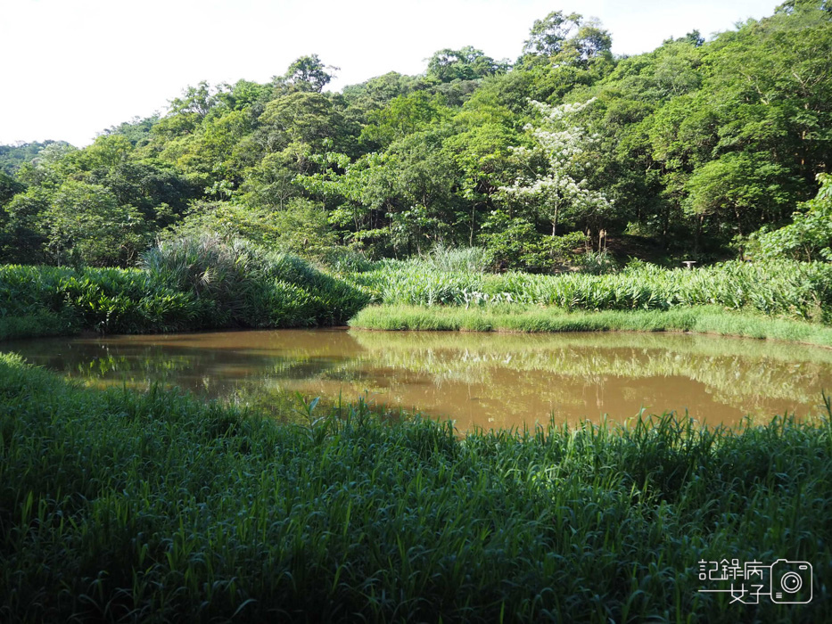 汐止油桐花內溝山登山步道翠湖步道10.jpg