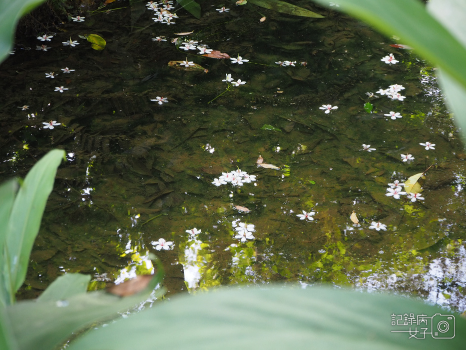 汐止油桐花內溝山登山步道翠湖步道14.jpg