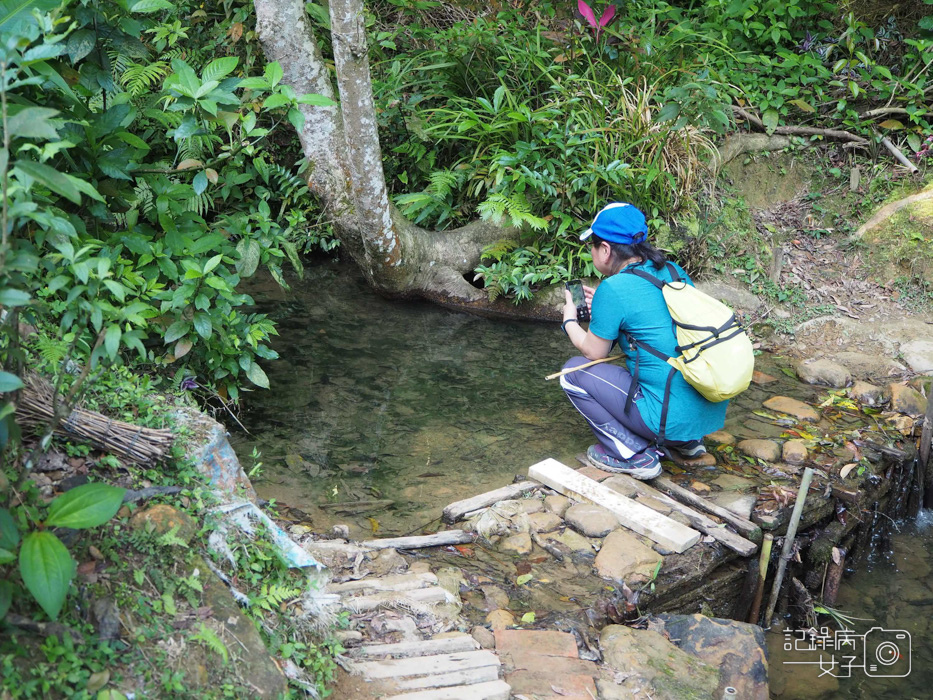 汐止油桐花內溝山登山步道翠湖步道13.jpg