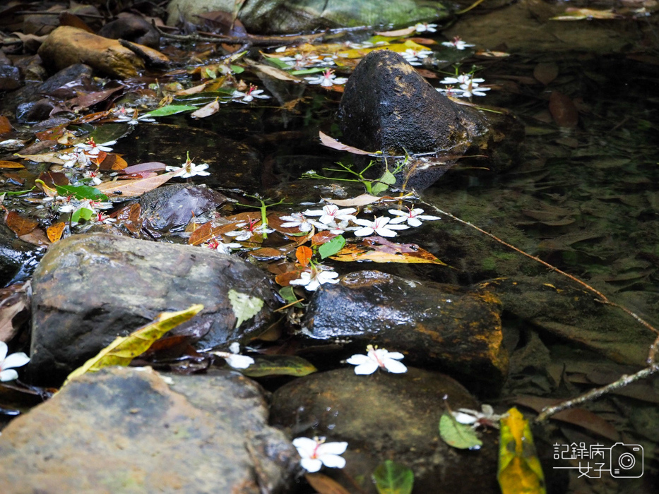 汐止油桐花內溝山登山步道翠湖步道15.jpg