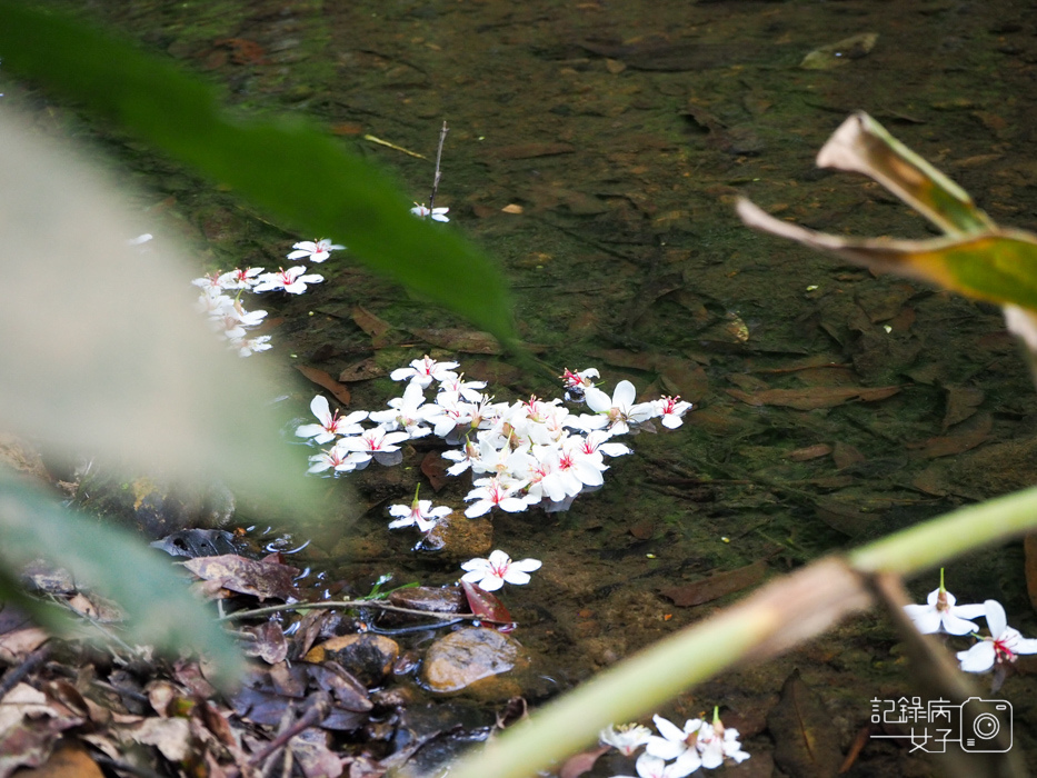 汐止油桐花內溝山登山步道翠湖步道16.jpg