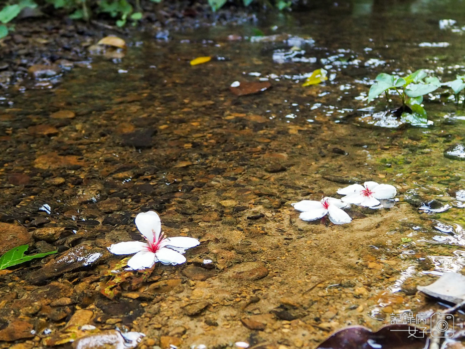 汐止油桐花內溝山登山步道翠湖步道21.jpg