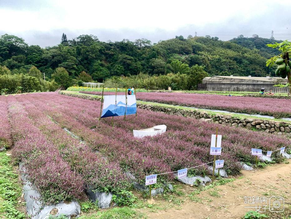 24獅潭仙草炸仙草仙草水餃牛汶水仙草霜淇淋.jpg