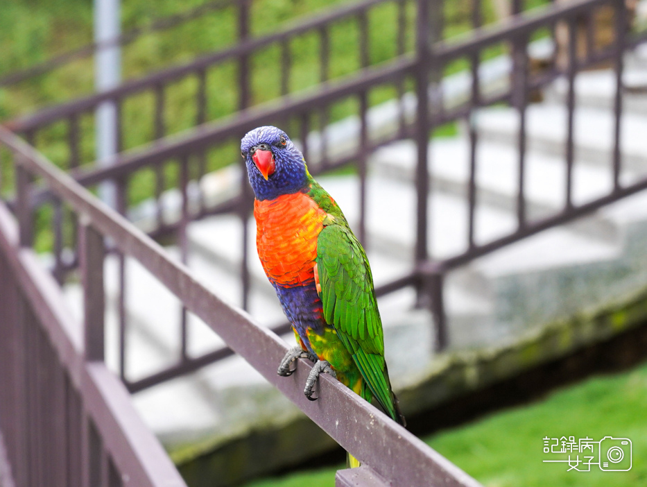 31南投九九峰動物樂園jojozoo鸚鵡互動.jpg