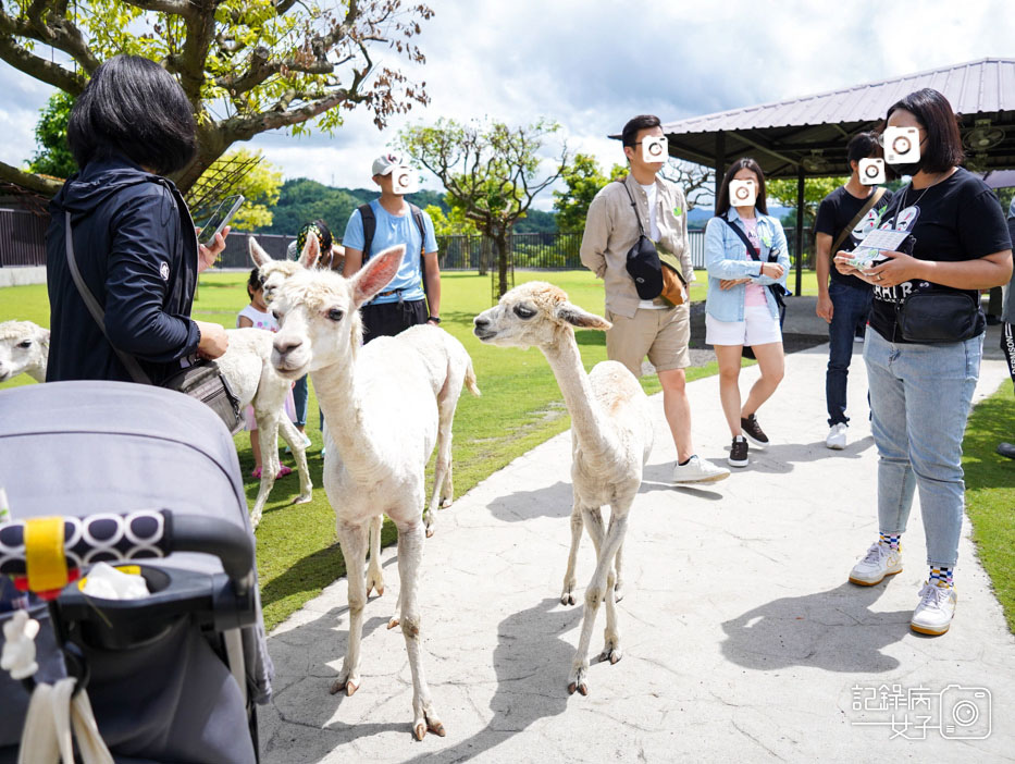 38南投九九峰動物樂園jojozoo草泥馬羊駝餵食.jpg