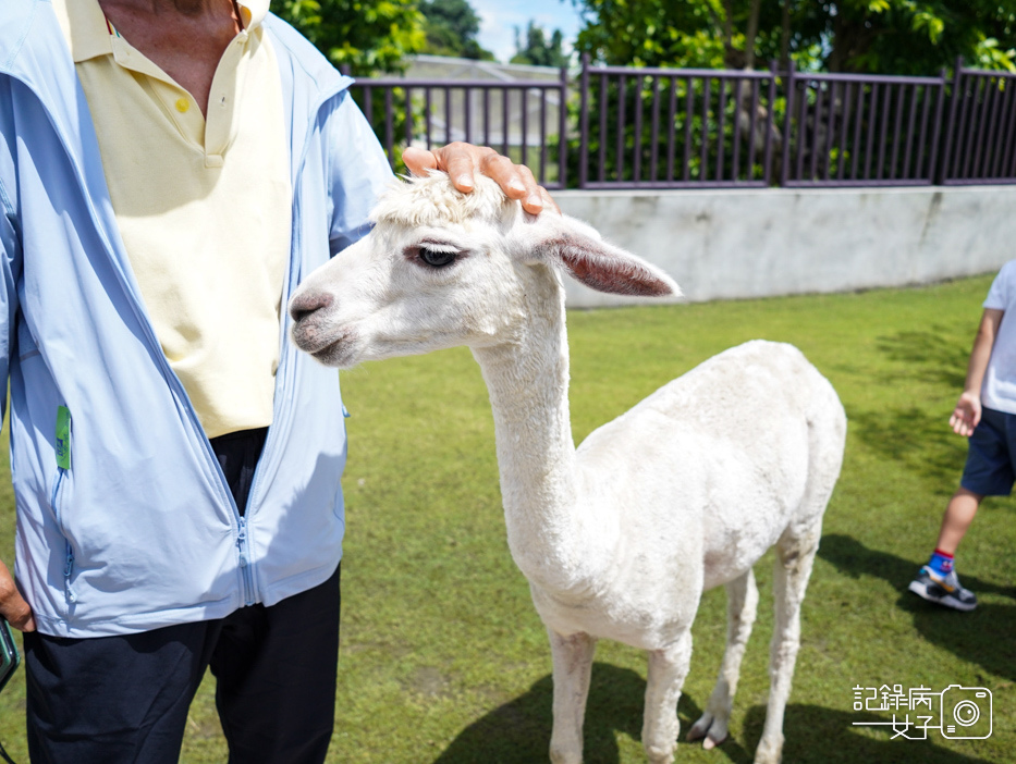 39投九九峰動物樂園jojozoo草泥馬羊駝餵食.jpg