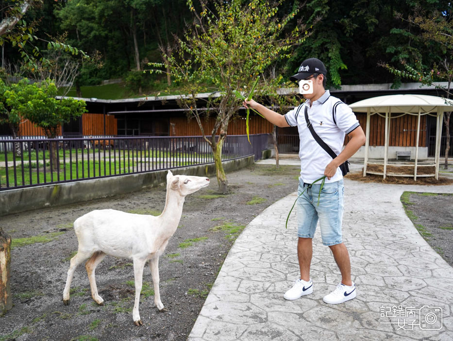 41投九九峰動物樂園jojozoo迷你馬餵食.jpg