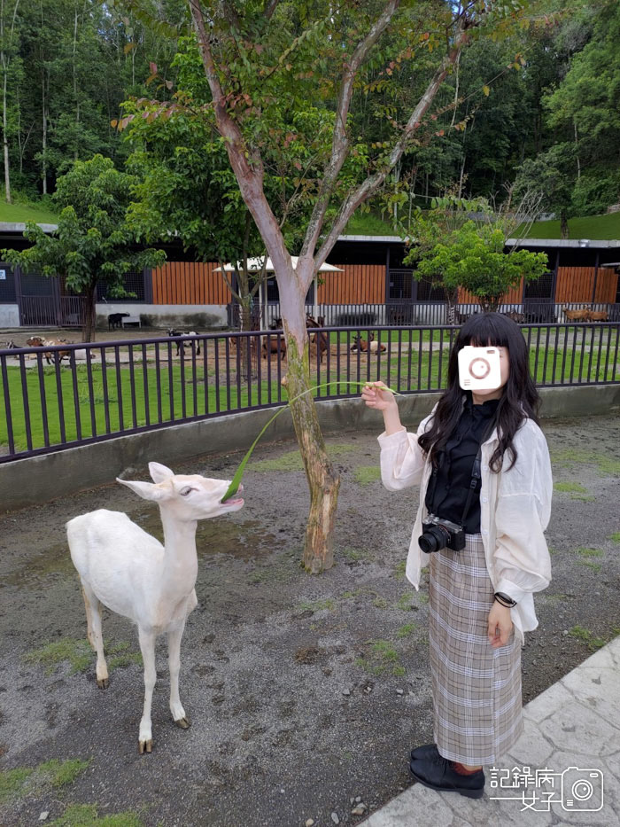 42投九九峰動物樂園jojozoo迷你馬餵食.jpg