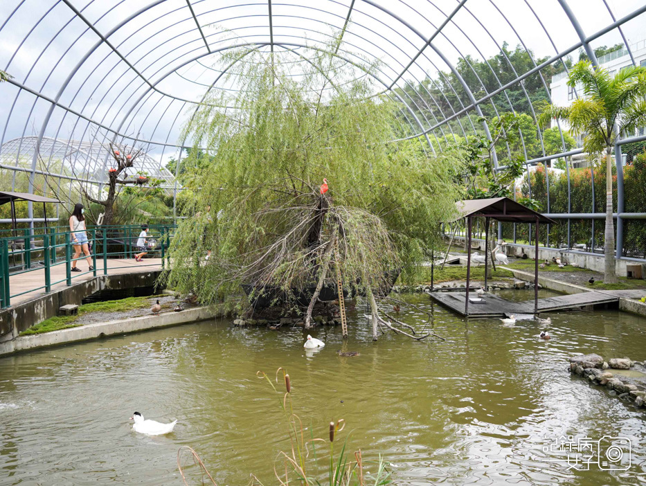 44南投九九峰動物樂園jojozoo九九峰鳥園九九峰鸚鵡可愛動物水豚草泥馬.jpg