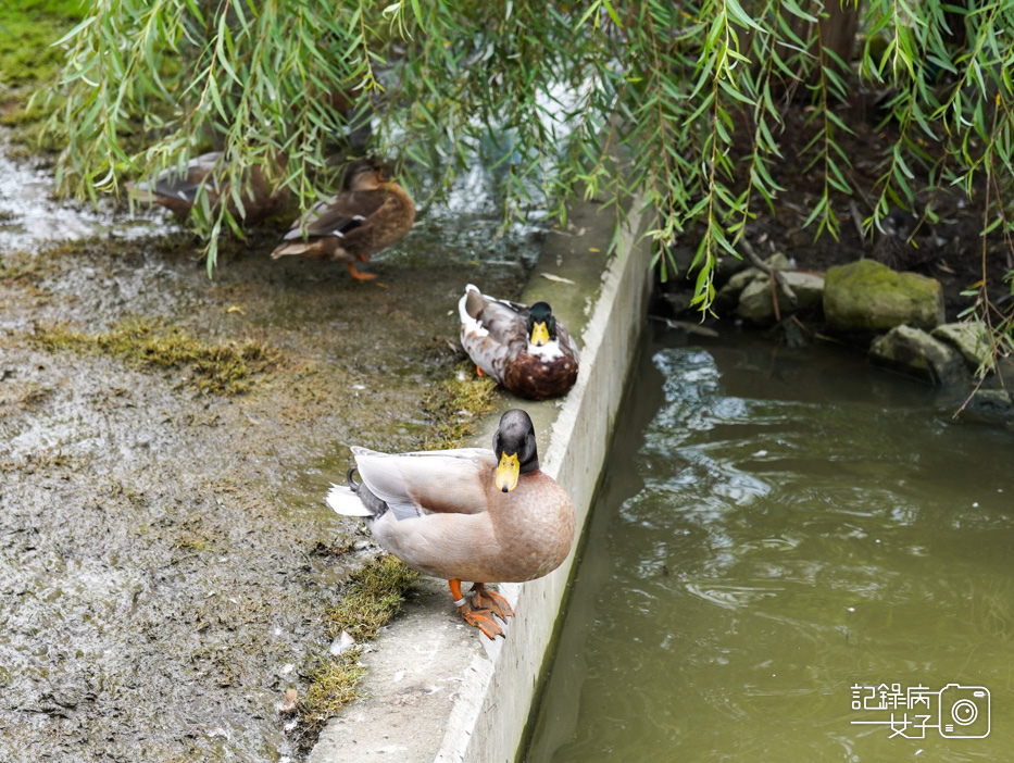 46南投九九峰動物樂園jojozoo九九峰鳥園九九峰鸚鵡可愛動物水豚草泥馬.jpg