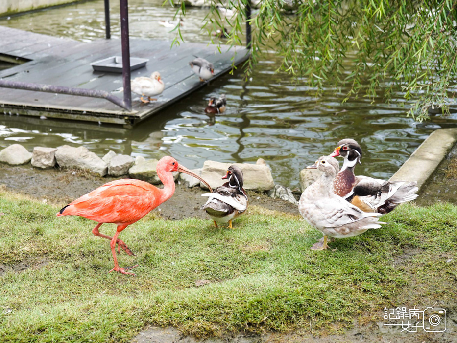 48南投九九峰動物樂園jojozoo九九峰鳥園九九峰鸚鵡可愛動物水豚草泥馬.jpg