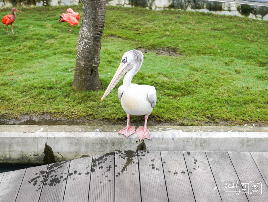 50南投九九峰動物樂園jojozoo九九峰鳥園九九峰鸚鵡可愛動物水豚草泥馬.jpg