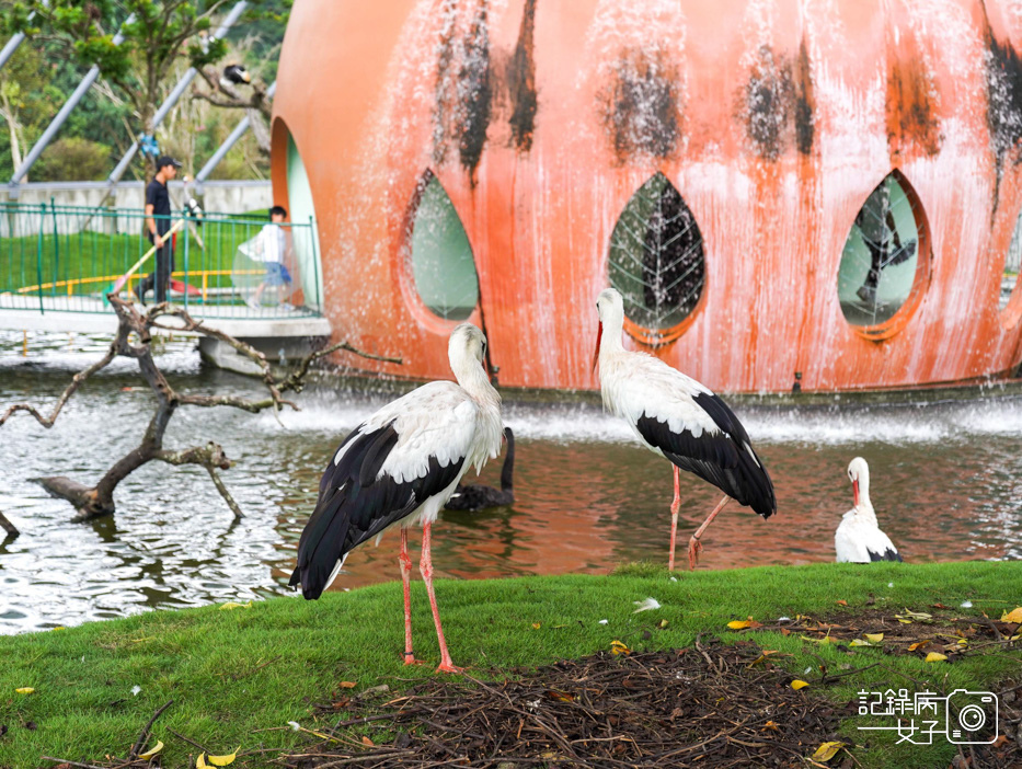 53南投九九峰動物樂園jojozoo九九峰鳥園九九峰鸚鵡可愛動物水豚草泥馬.jpg