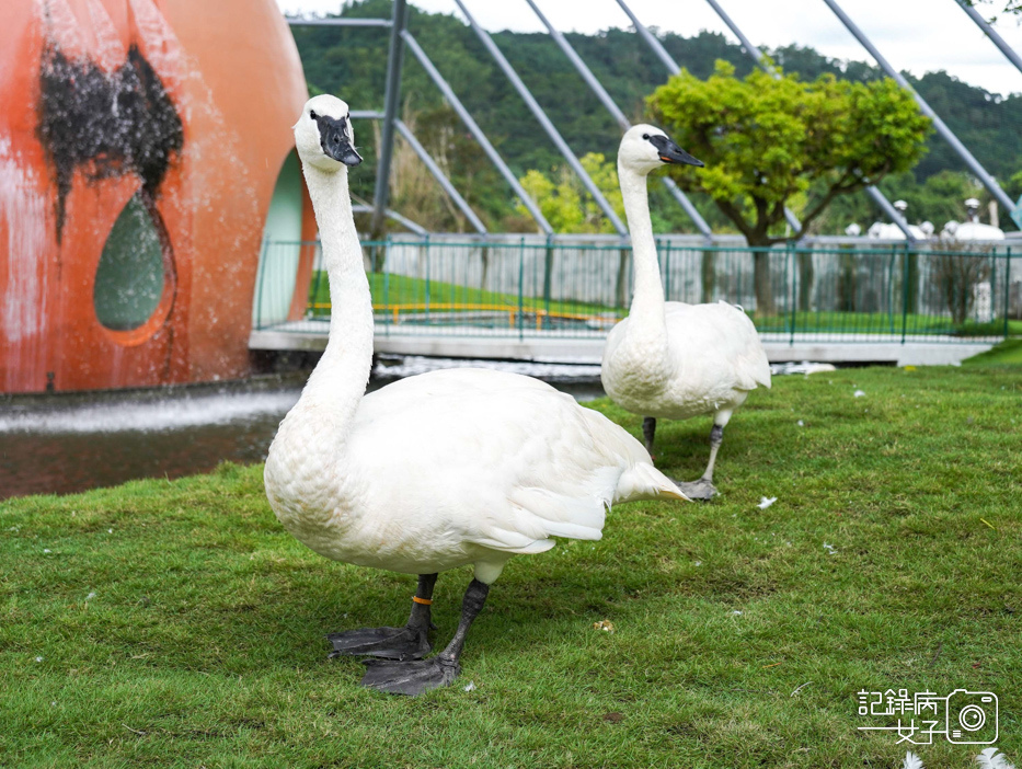 54南投九九峰動物樂園jojozoo九九峰鳥園九九峰鸚鵡可愛動物水豚草泥馬.jpg