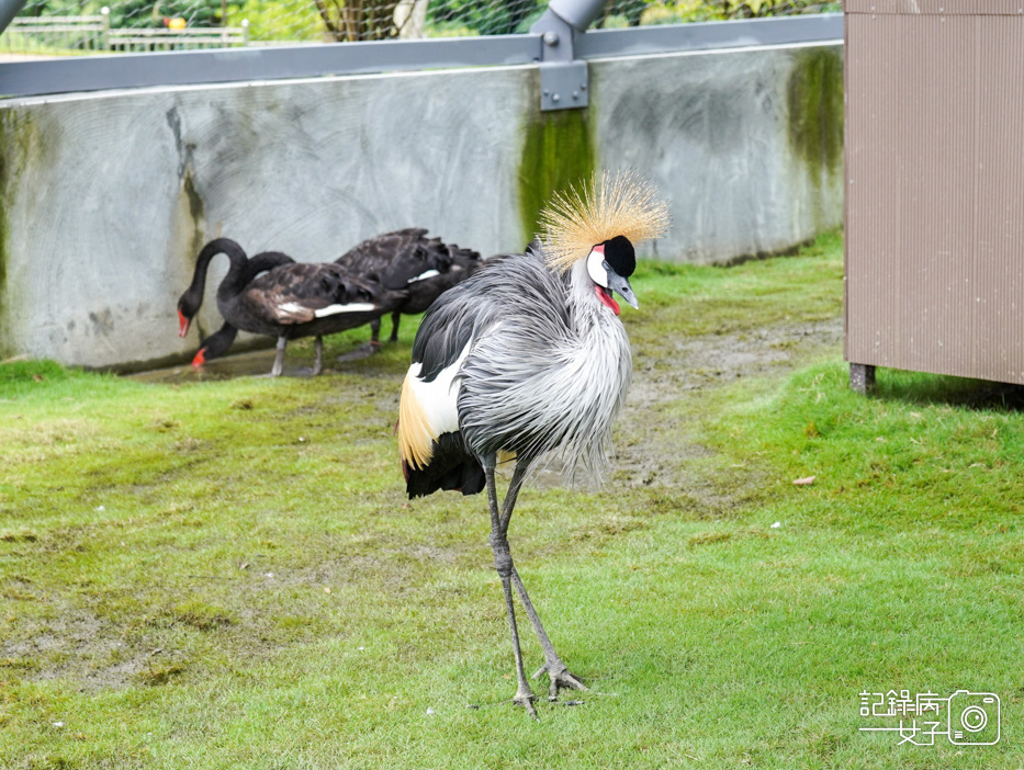 55南投九九峰動物樂園jojozoo九九峰鳥園九九峰鸚鵡可愛動物水豚草泥馬.jpg