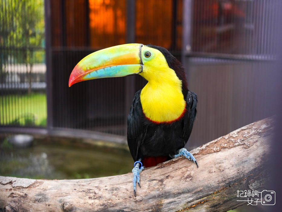 57南投九九峰動物樂園jojozoo大嘴鳥.jpg