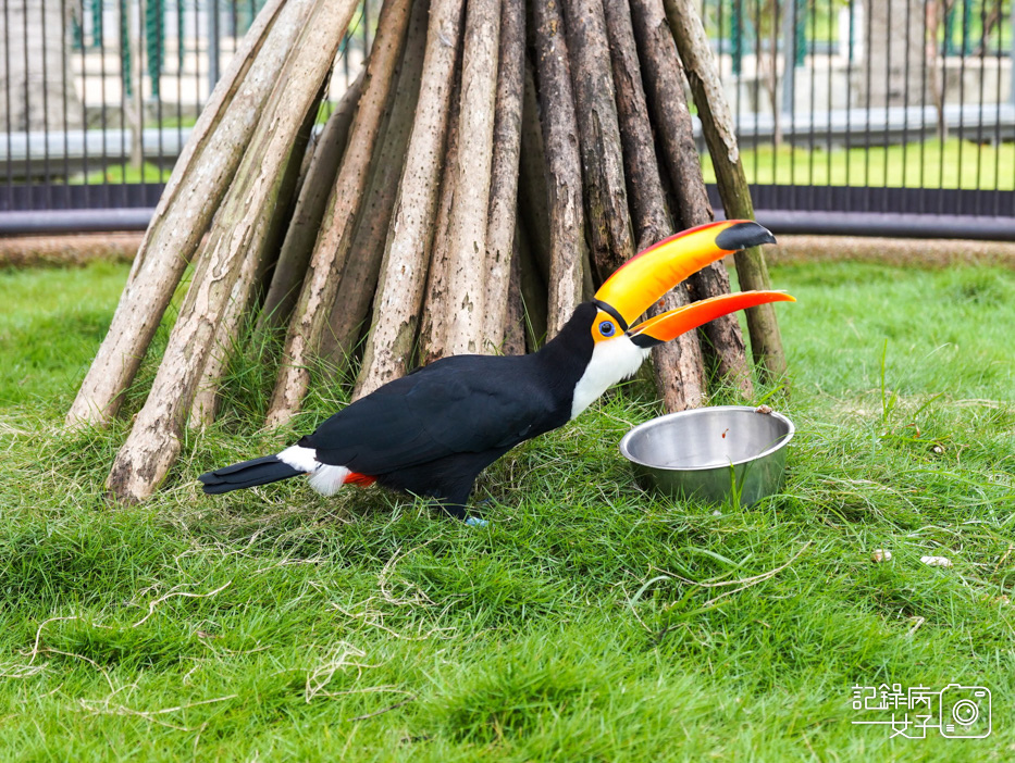 59南投九九峰動物樂園jojozoo大嘴鳥.jpg