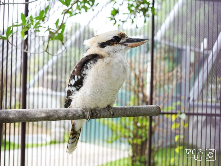 62南投九九峰動物樂園jojozoo澳洲笑翠鳥.jpg