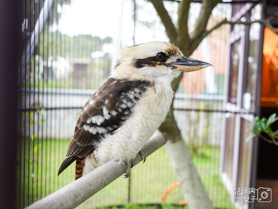 63南投九九峰動物樂園jojozoo澳洲笑翠鳥.jpg