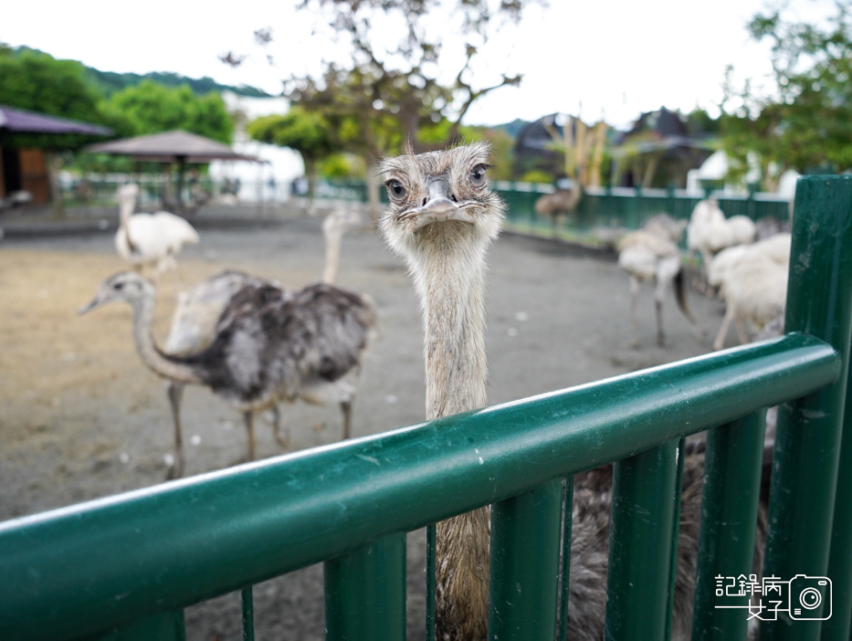 65南投九九峰動物樂園jojozoo迷你鴕鳥.jpg