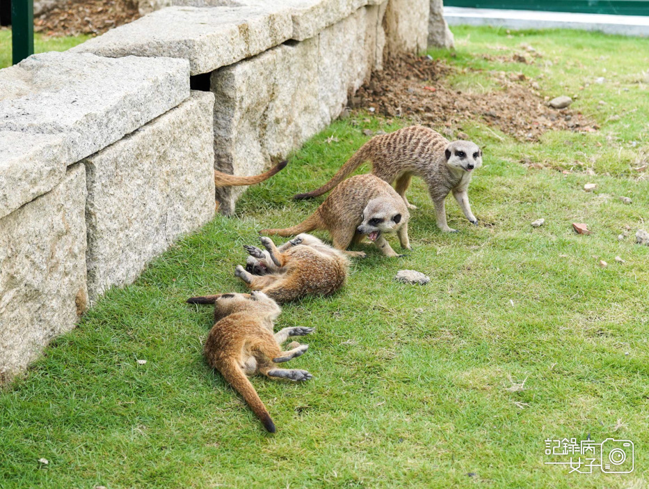 66南投九九峰動物樂園jojozoo狐蒙.jpg