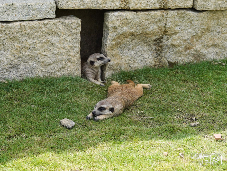 67南投九九峰動物樂園jojozoo狐蒙.jpg