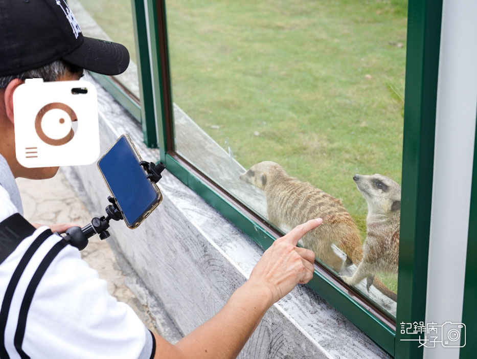 70南投九九峰動物樂園jojozoo九九峰鳥園九九峰鸚鵡可愛動物水豚草泥馬.jpg