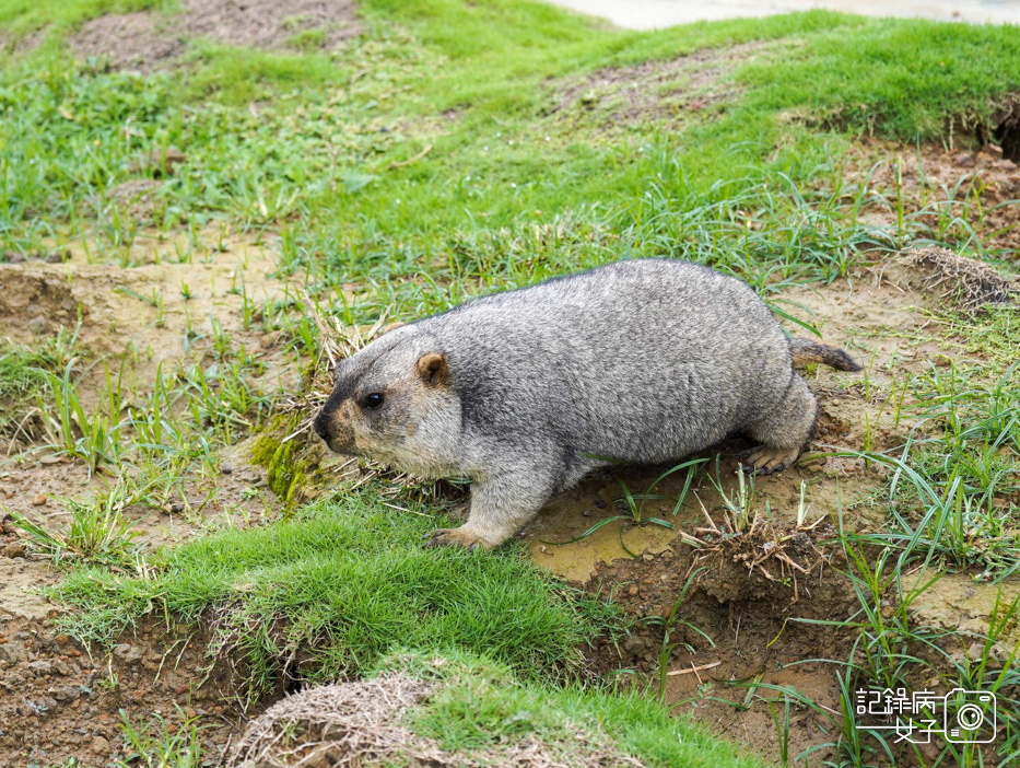 71南投九九峰動物樂園jojozoo土撥鼠.jpg