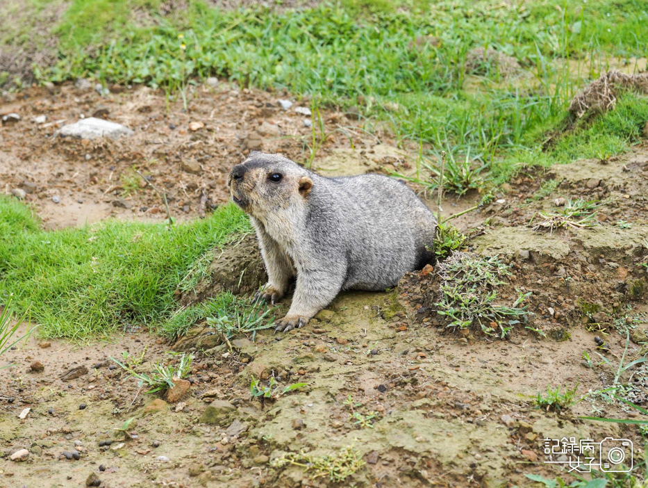 72南投九九峰動物樂園jojozoo土撥鼠.jpg