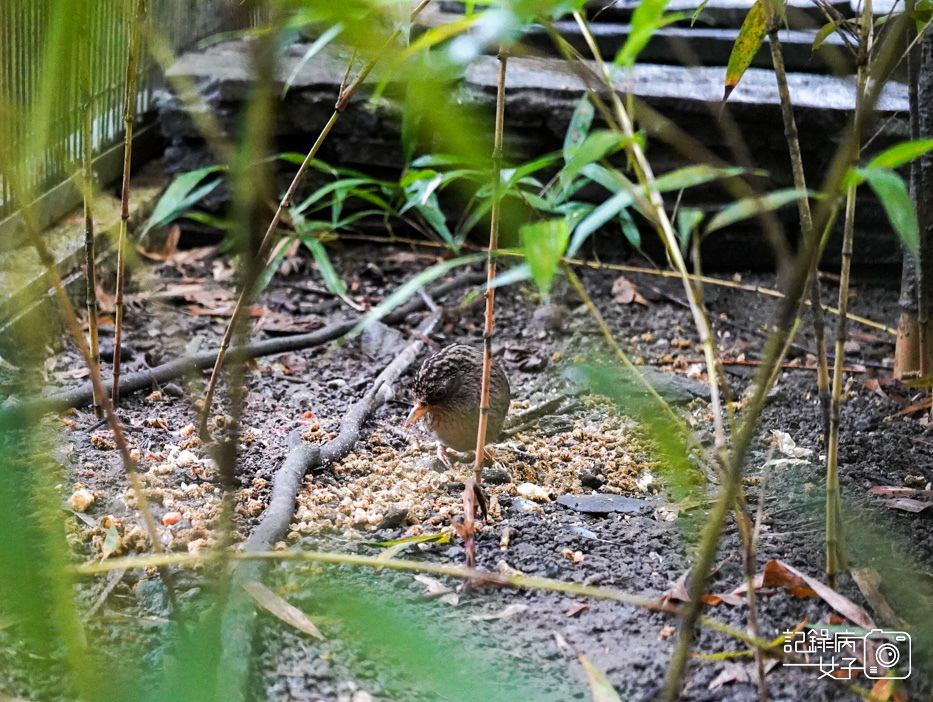 12南投鹿谷鄉鳳凰谷鳥園生態園區鳳凰谷鳥園鳳凰谷動物園.jpg