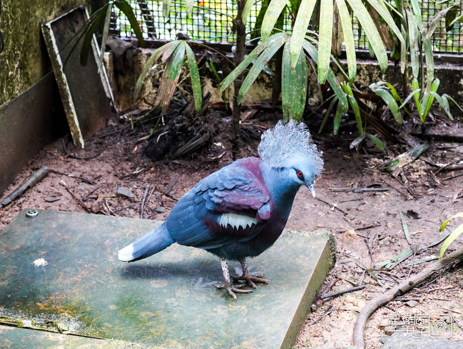 10南投鹿谷鄉鳳凰谷鳥園生態園區鳳凰谷鳥園鳳凰谷動物園.jpg