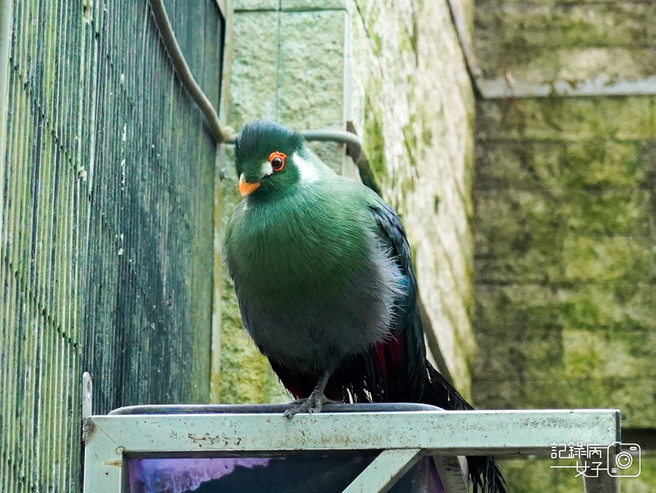 13南投鹿谷鄉鳳凰谷鳥園生態園區鳳凰谷鳥園鳳凰谷動物園.jpg