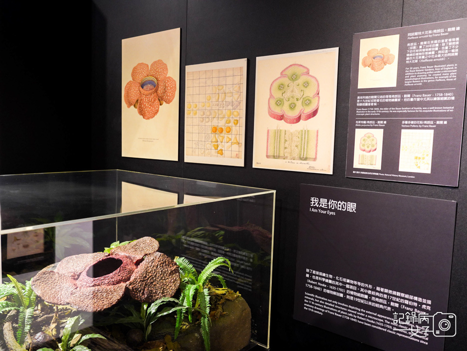43宜蘭蘭陽博物館常設展特展繪自然博物館裡的台灣.jpg