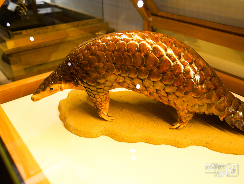 49宜蘭蘭陽博物館常設展特展繪自然博物館裡的台灣.jpg
