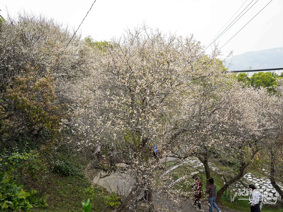 11嘉義梅山公園梅花公園現代文學步道.jpg