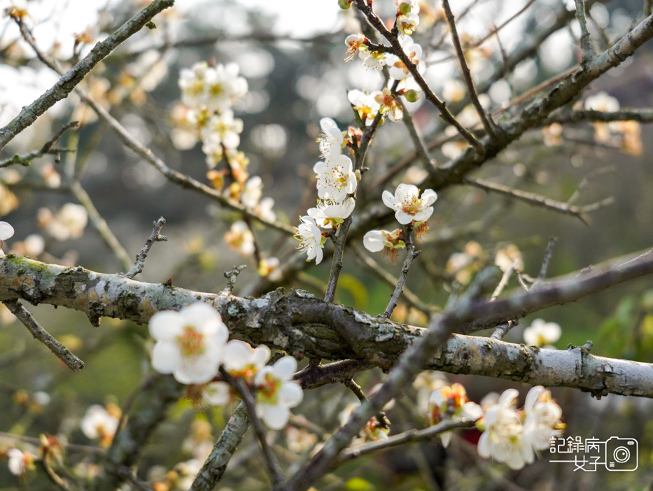 18嘉義梅山公園梅花公園現代文學步道.jpg